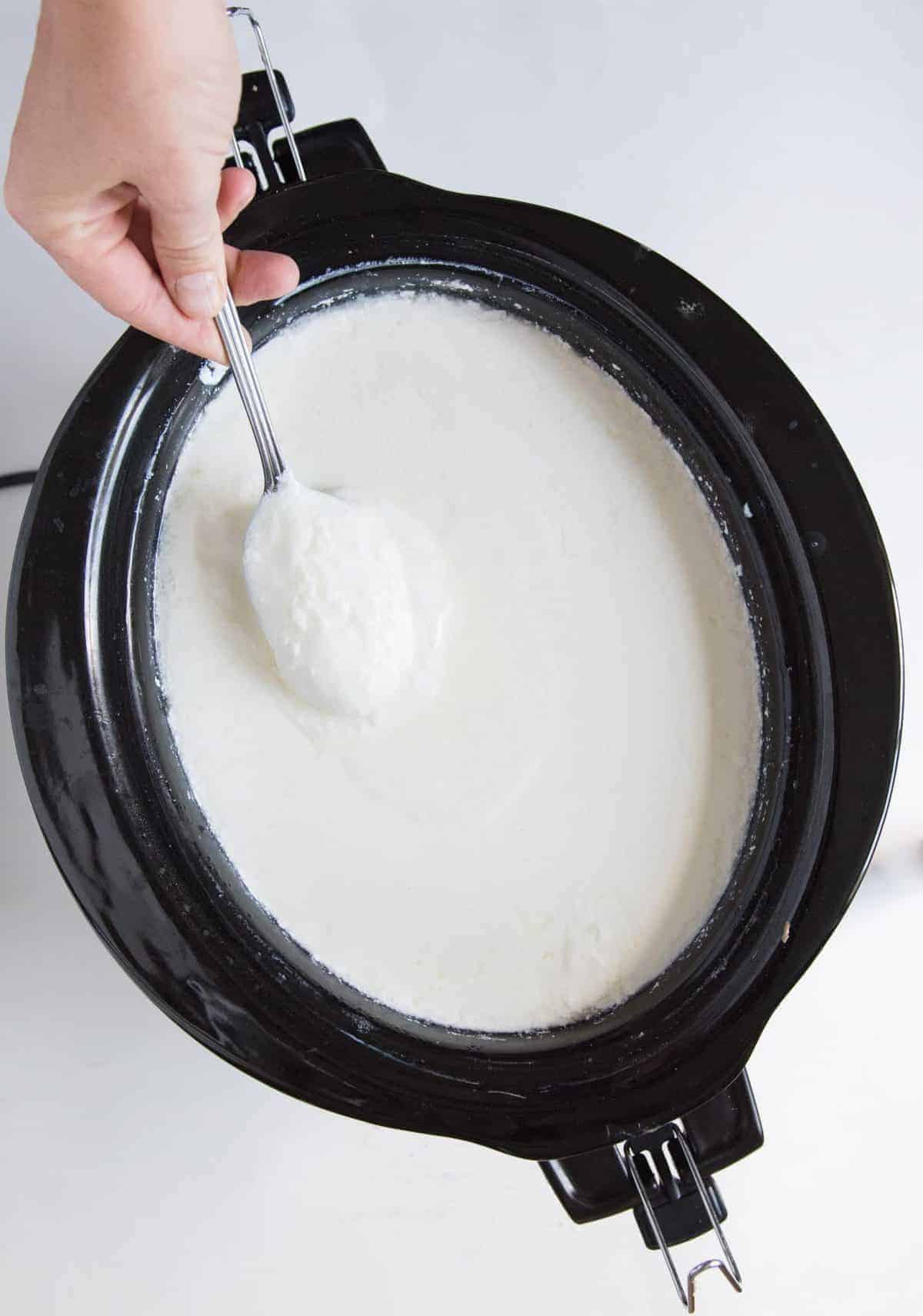 white slow cooker yogurt in a black slow cooker or crock pot with hand holding spoon dipped in yogurt.