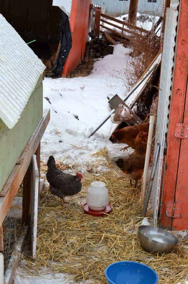 snow chickens1