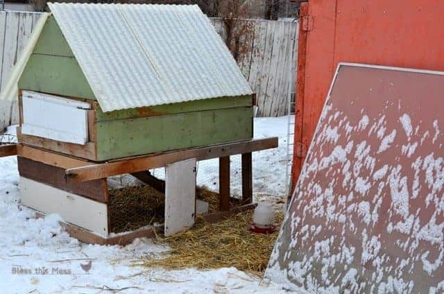 snow chickens