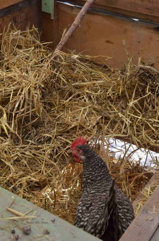 snow chickens3