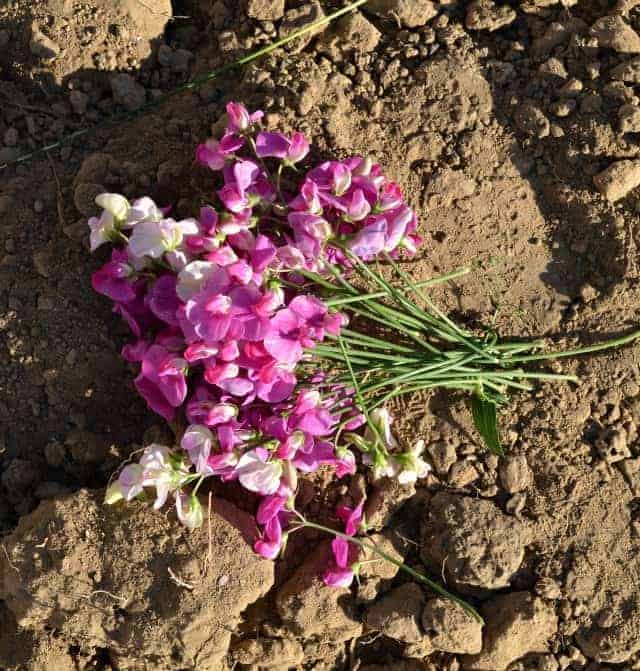 Freckles sweet peas