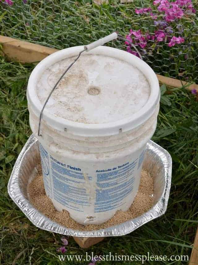 chicken feeder from 5 gallon bucket.