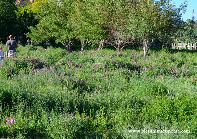 lamb pasture