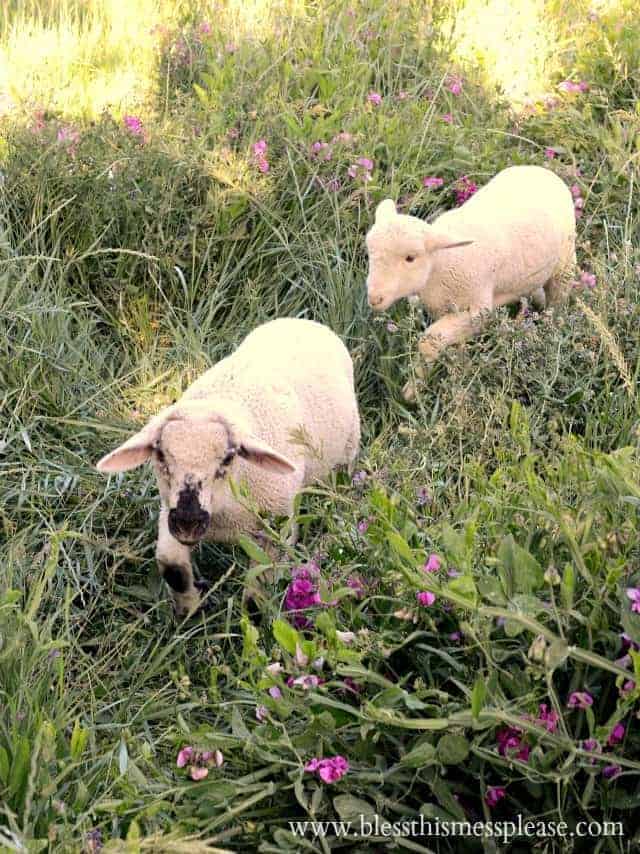 lambs in pasture
