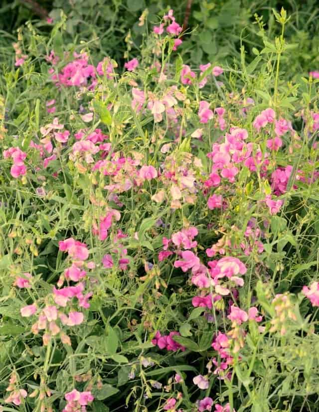 lambs sweet peas, wild sweet peas
