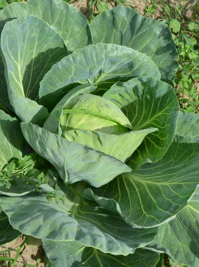 How To Preserve Cabbage