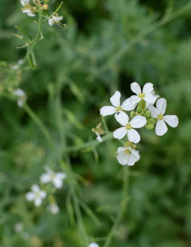 Radish flowers that I'm letting go to seed.