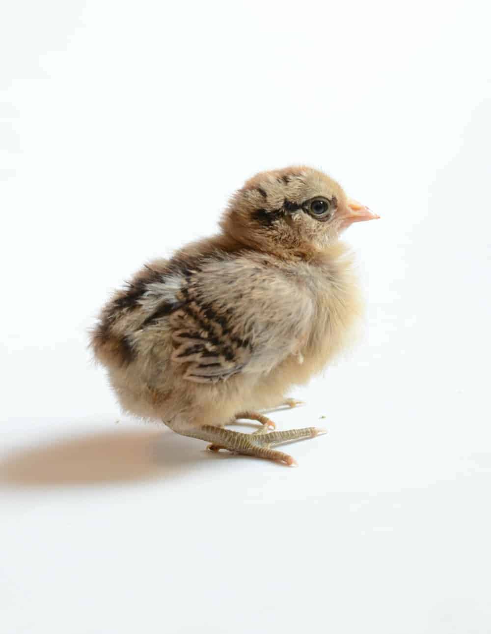 How to hatching your own eggs!