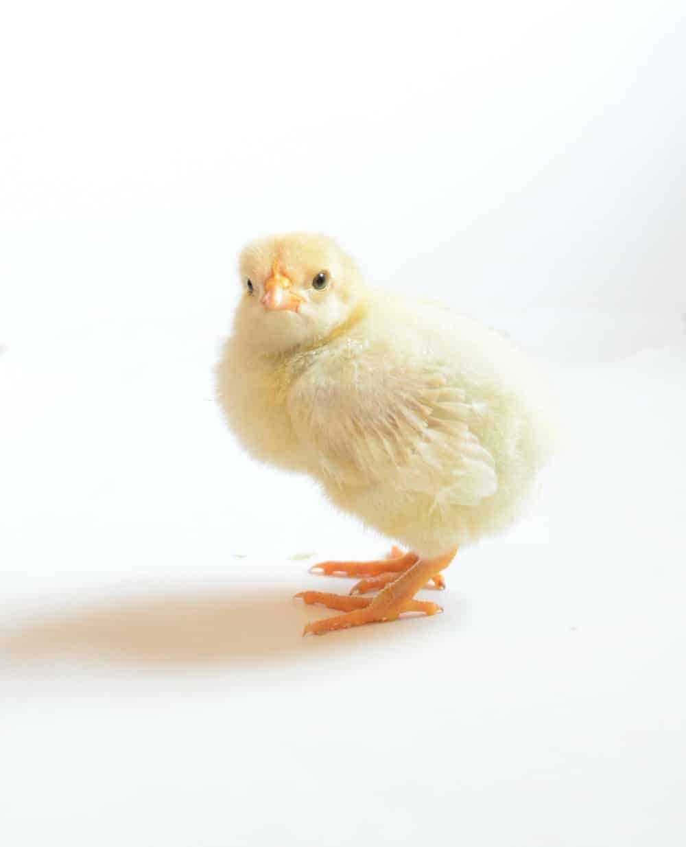 How to hatching your own eggs!