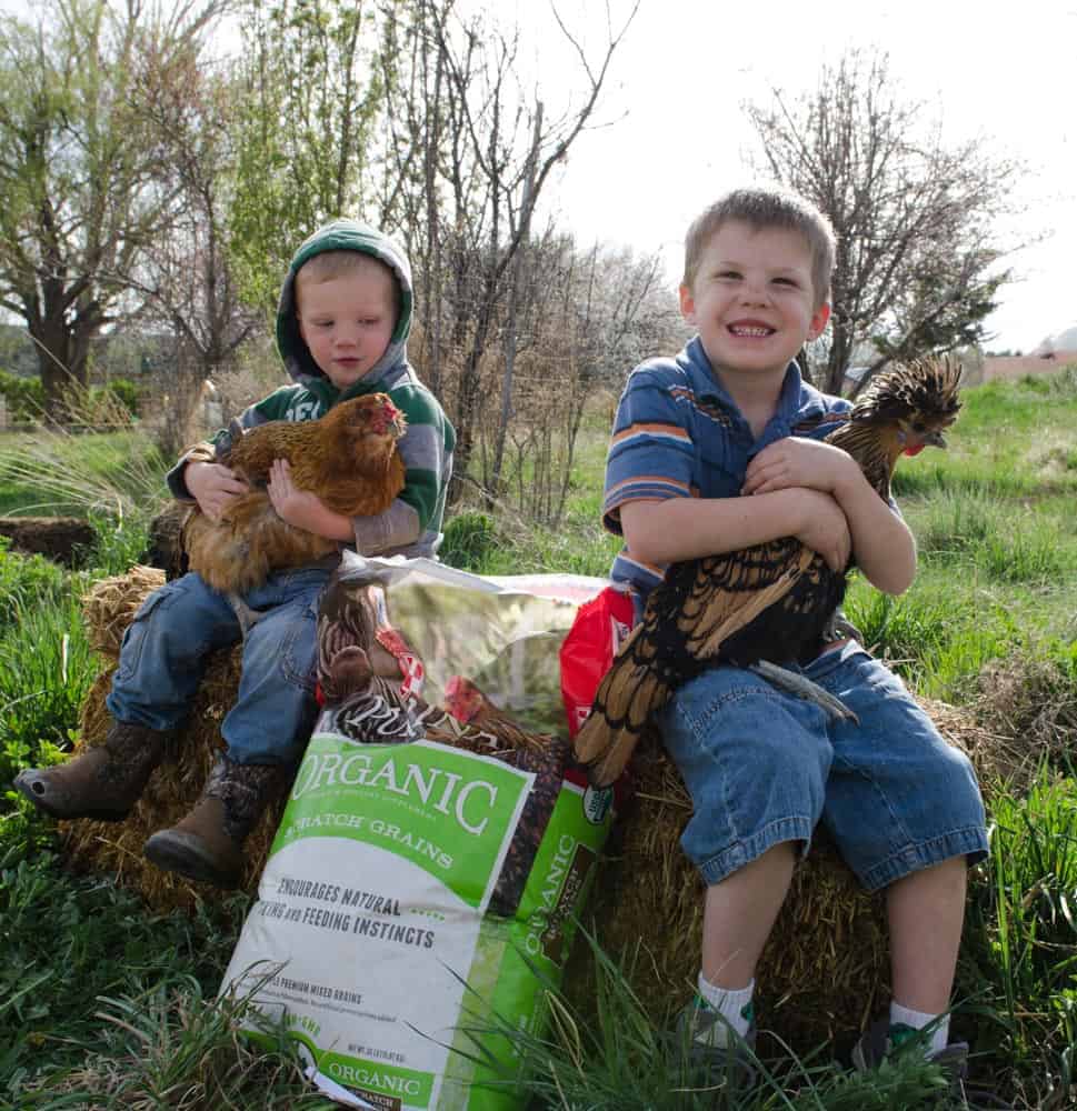 Two little boys sitting on a bale of straw each holding a chicken with a bag of organic chicken feed between them.