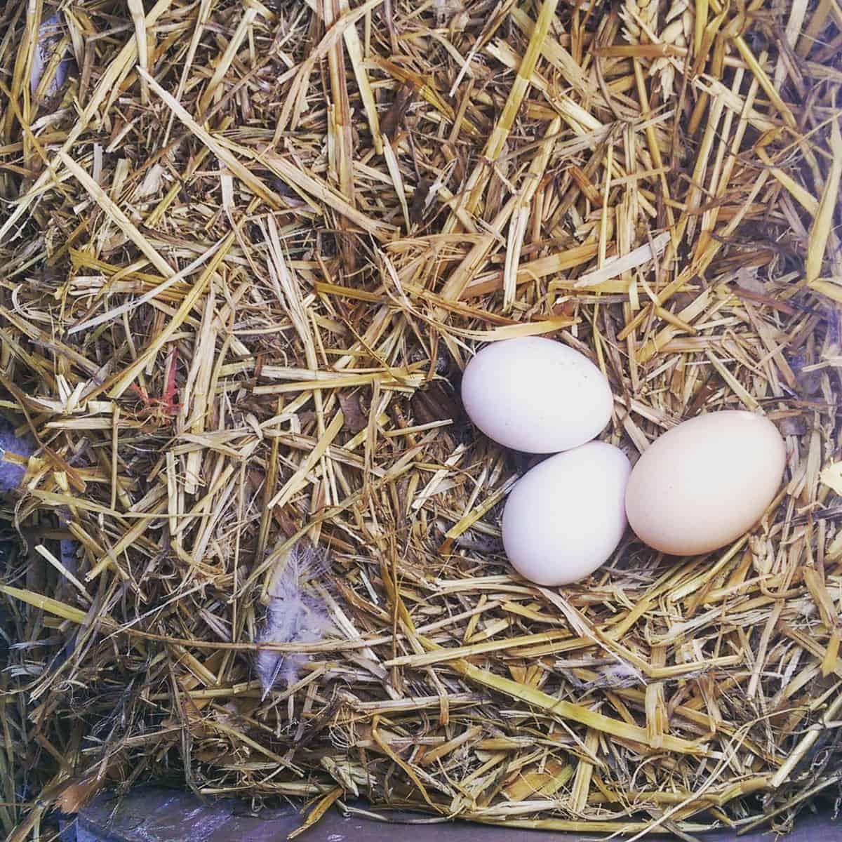 Three fresh laid eggs in a bed of straw.
