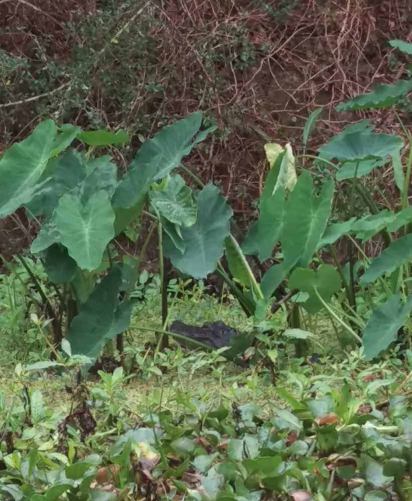 New Orleans Nature