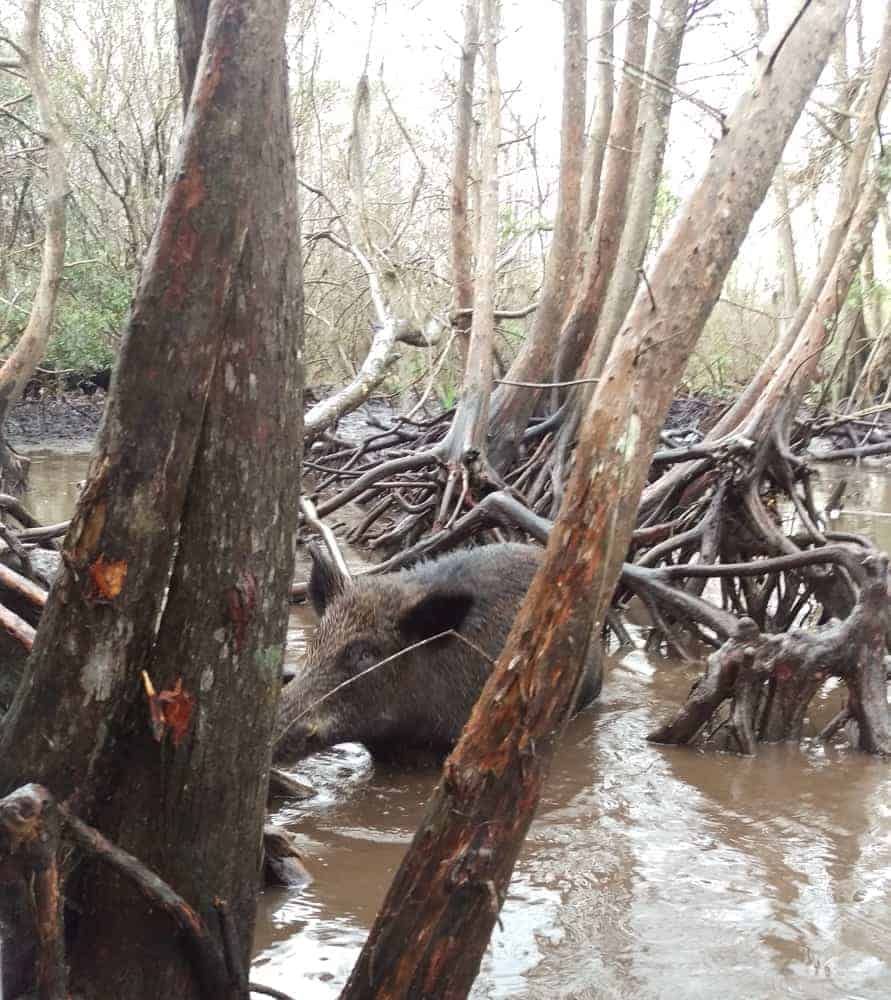 New Orleans Wildlife