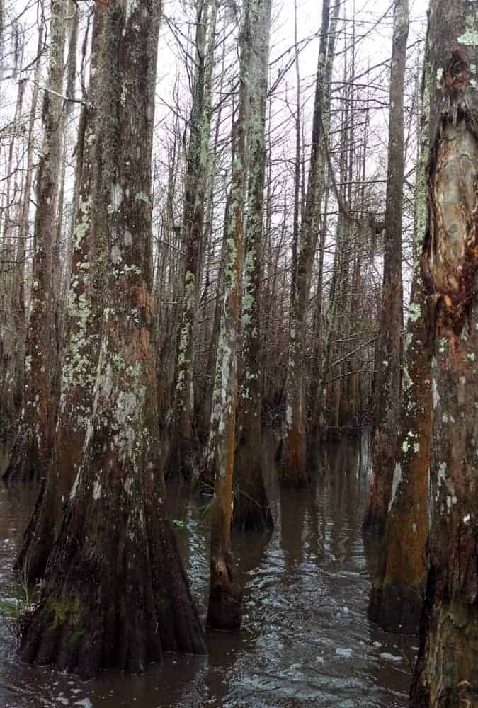 New Orleans Bayou