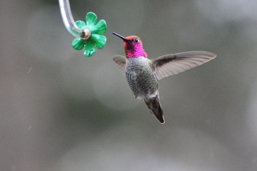 Get to know the most common hummingbirds in North America to better spot which species make a pitstop in your yard!
