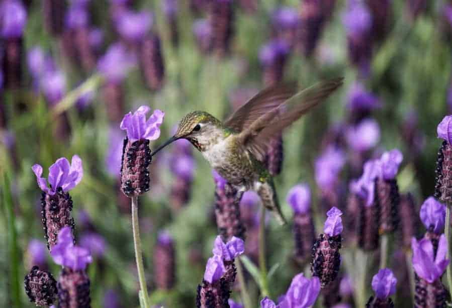 Get to know the most common hummingbirds in North America to better spot which species make a pitstop in your yard!