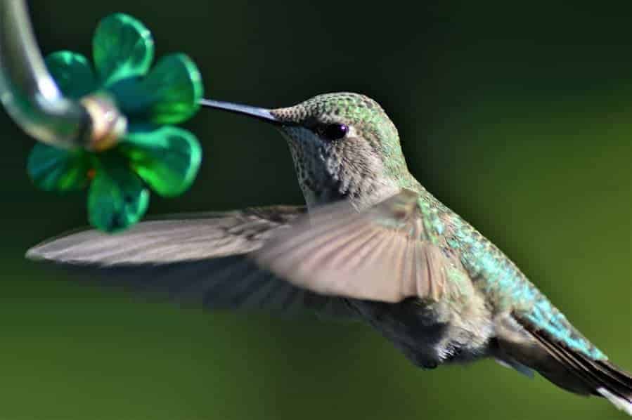 humming bird in motion feeding.