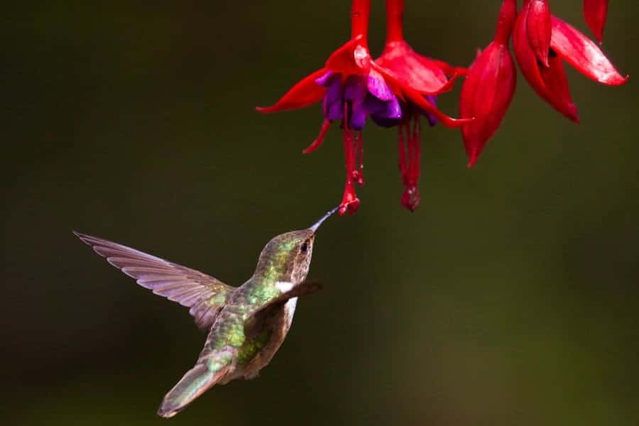 Get to know the most common hummingbirds in North America to better spot which species make a pitstop in your yard!