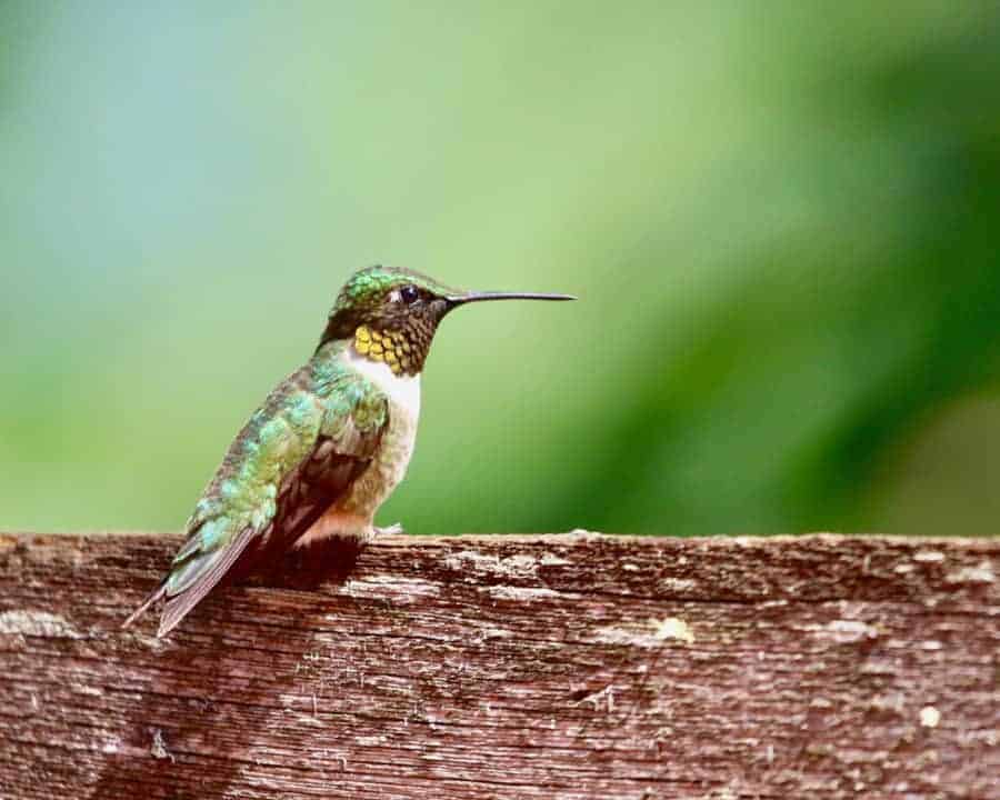 Get to know the most common hummingbirds in North America to better spot which species make a pitstop in your yard!