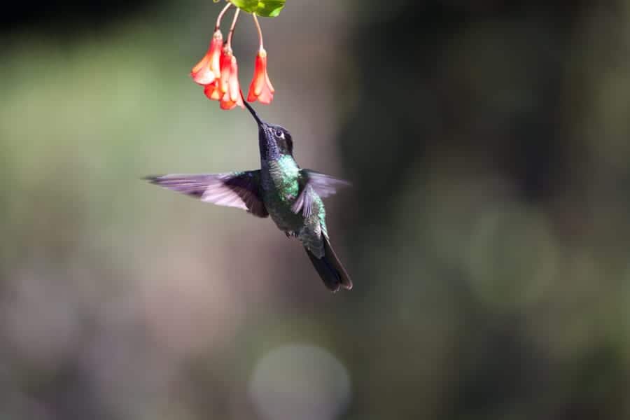 humming bird in motion feeding.
