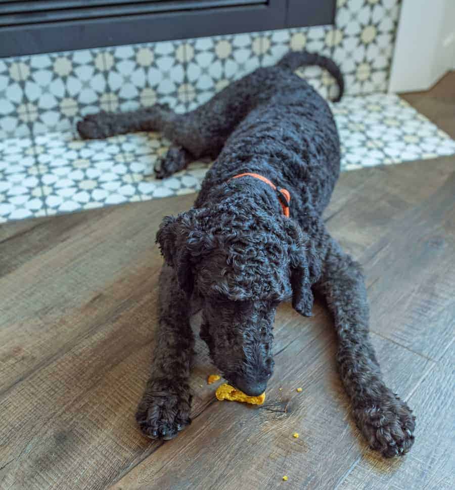 A curly black dog with a red collar lies on a wooden floor, enjoying an Easy Pumpkin Dog Treat Recipe near its paws, with patterned tiles in the background.