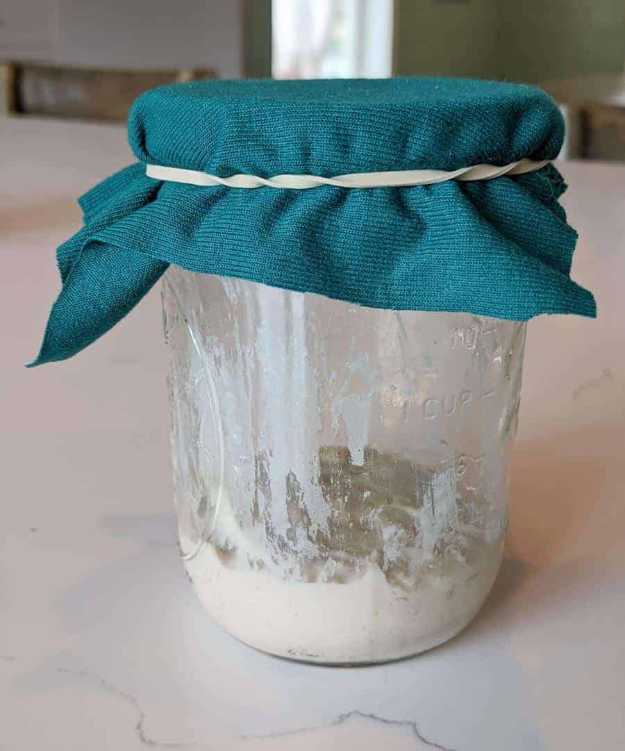 sourdough starter with cloth and rubberband.