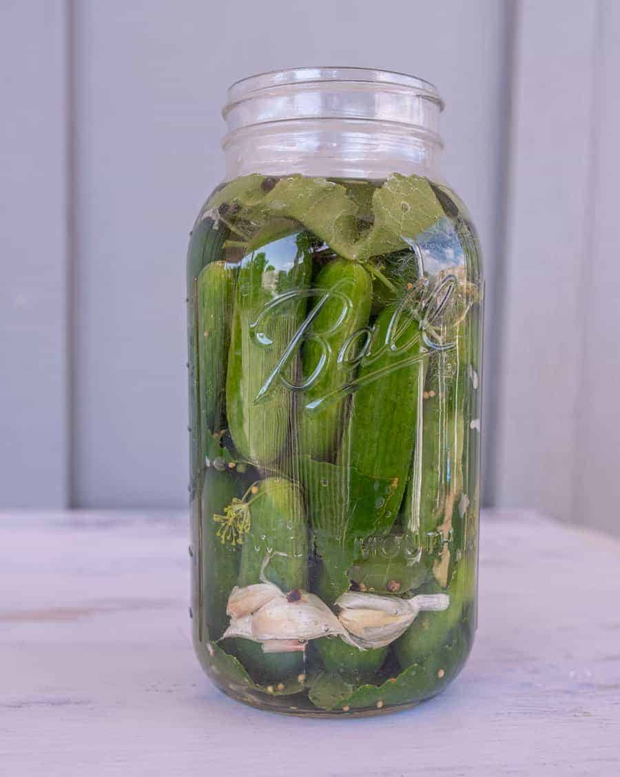 pickles packed in brine in clear glass jar for an easy fermented pickles recipe.