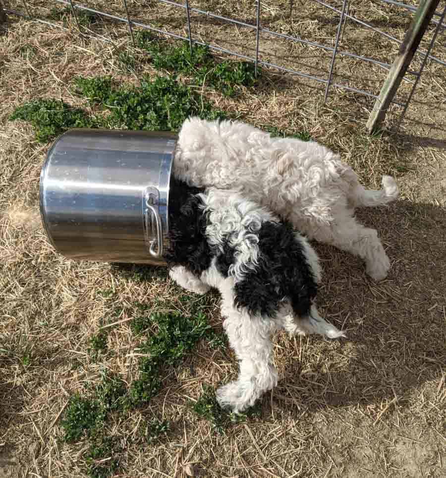 Sunday Farm Chat: April 18, 2021