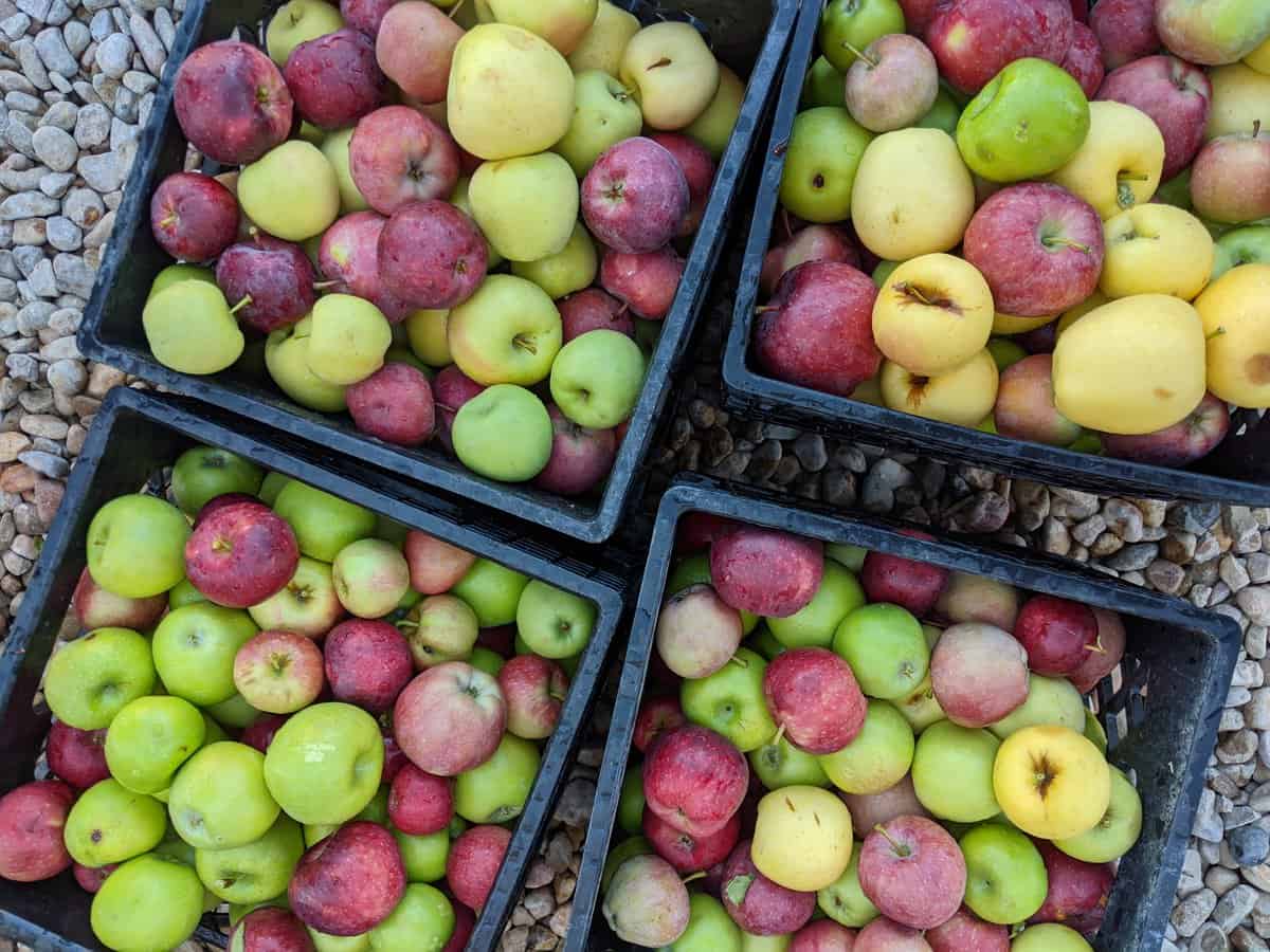 Four black crates filled with assorted apples in shades of red, green, and yellow are placed on a bed of small, light gray stones.