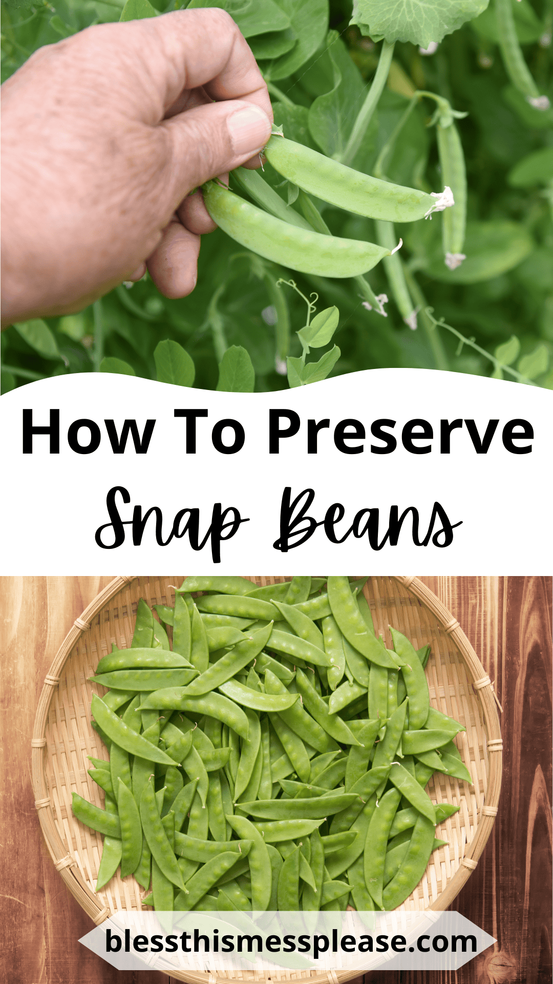 A hand harvesting green snap beans from a plant, with a basket of fresh snap beans below. Text reads: How To Preserve Snap Beans.