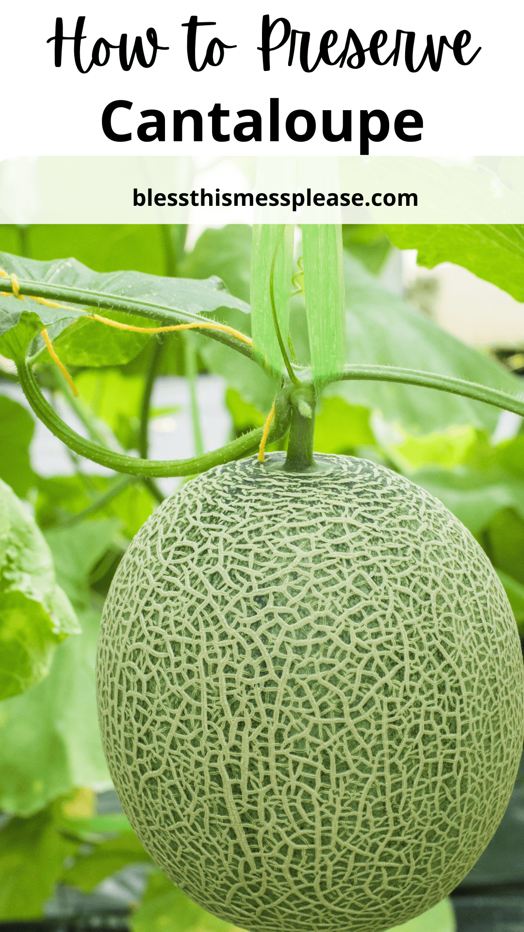 Close-up of a ripe cantaloupe hanging from a vine surrounded by green leaves, with the text how to preserve cantaloupe and at the top. Perfect for learning how to preserve cantaloupe right from your garden.