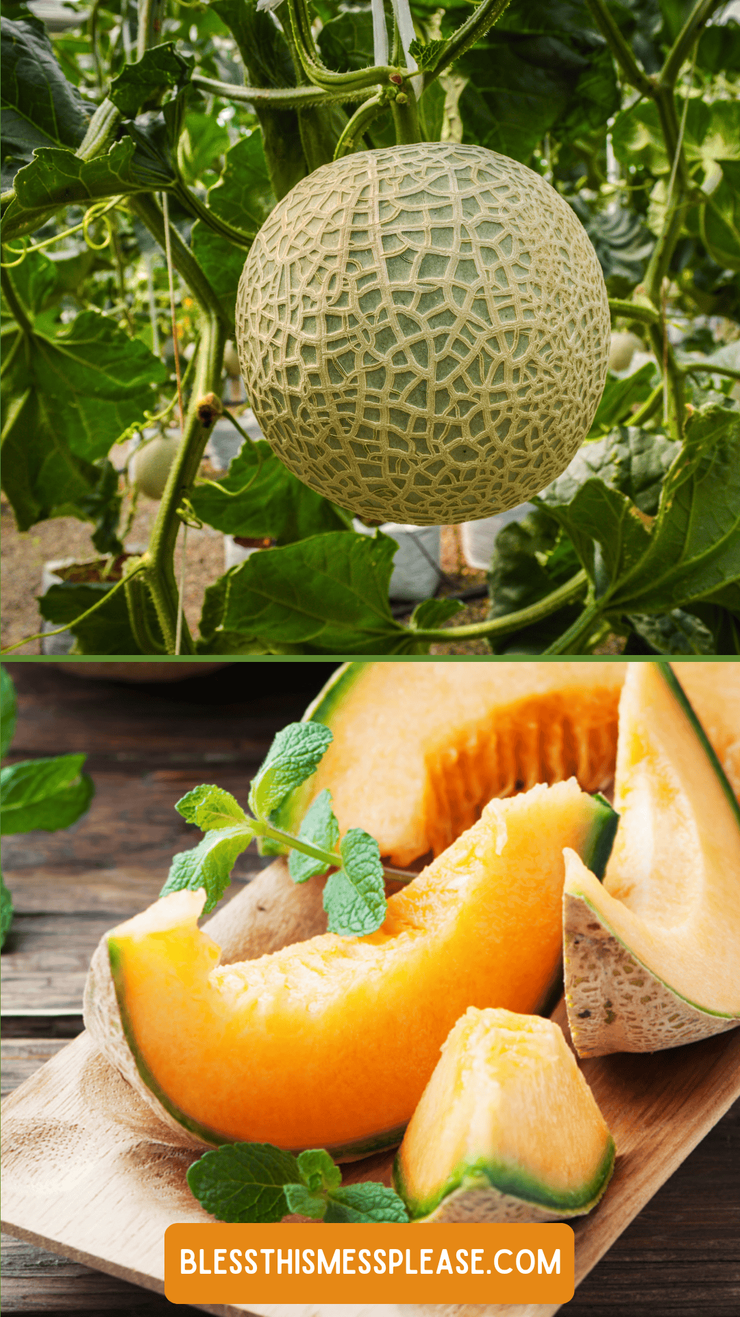 A whole cantaloupe melon grows on the vine above, while fresh slices of ripe cantaloupe garnished with mint rest on a wooden board below. Find tips on how to preserve cantaloupe at