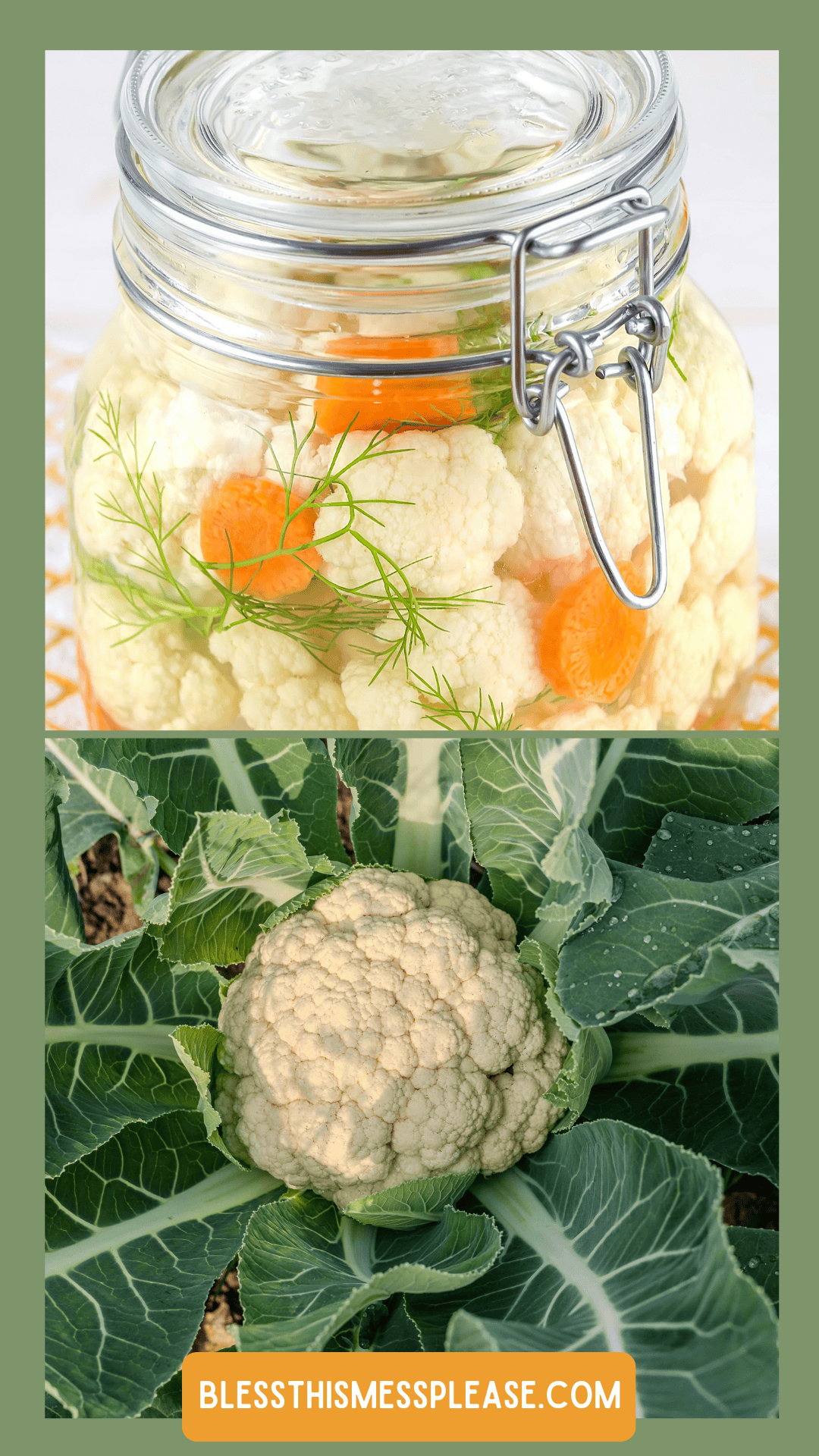 A glass jar of pickled cauliflower with carrots and herbs on top sits above a fresh cauliflower nestled in green leaves. Learn how to preserve cauliflower at featured at the bottom.
