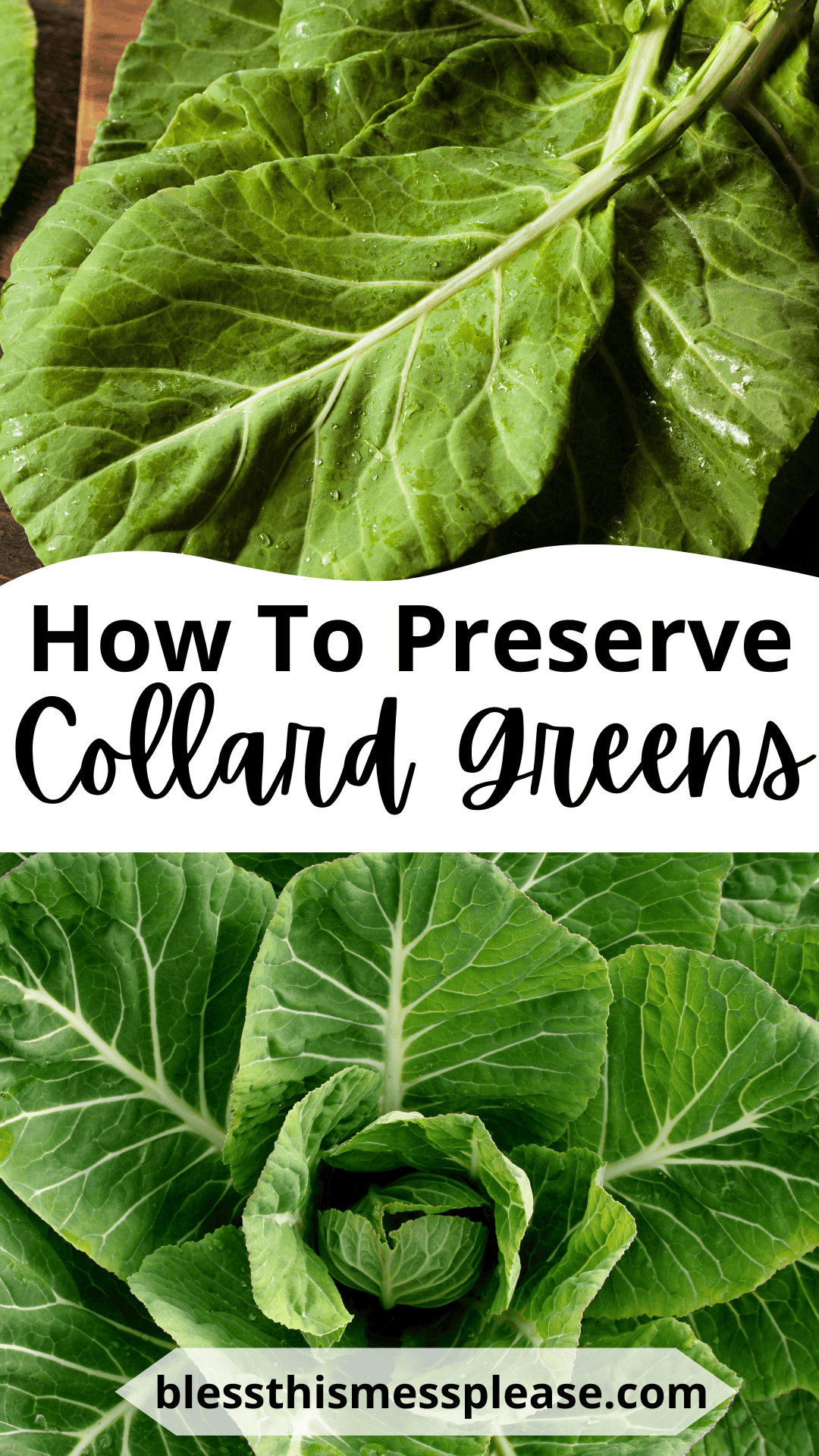 Two close-up photos of fresh collard greens, with text in the center that reads how to preserve collard greens and a website URL at the bottom.