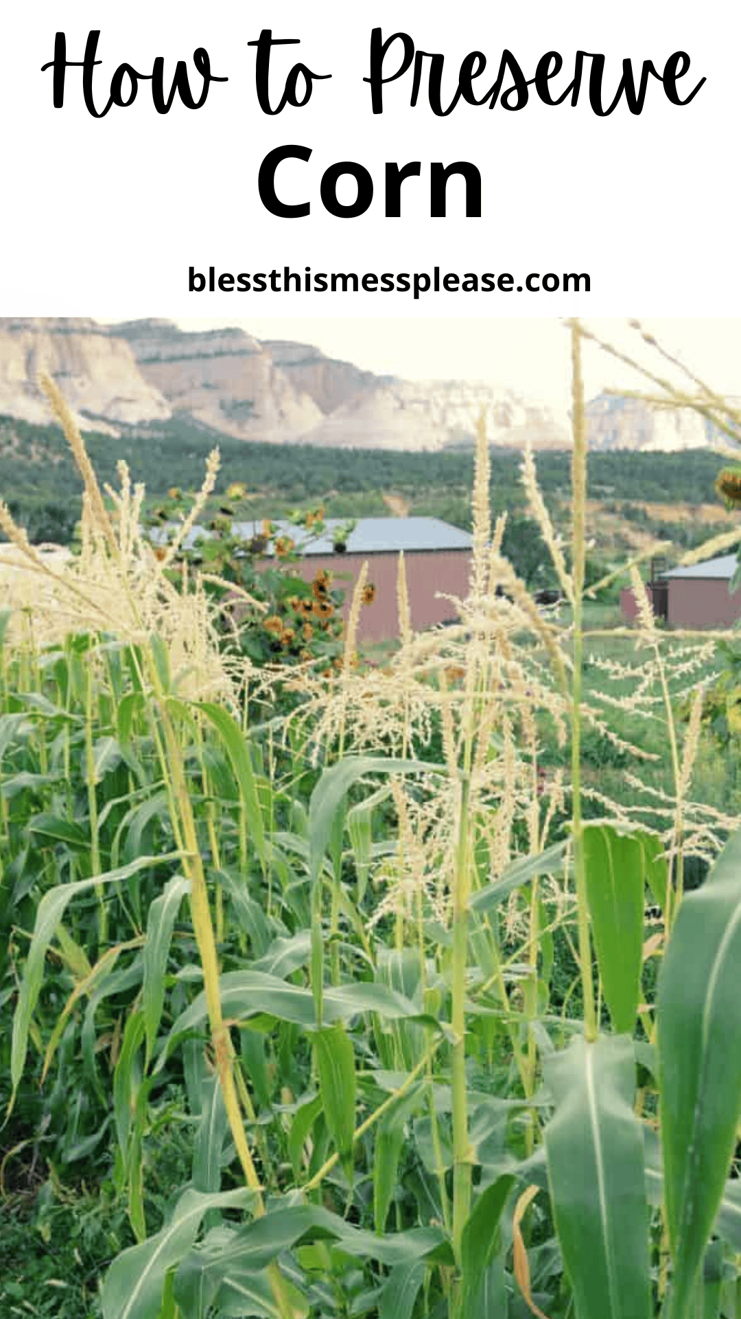 A cornfield with tall green stalks and tassels, set against scenic mountains and a blue sky. Text above reads “How to Preserve Corn” with the website offering tips on how to preserve corn at its freshest.