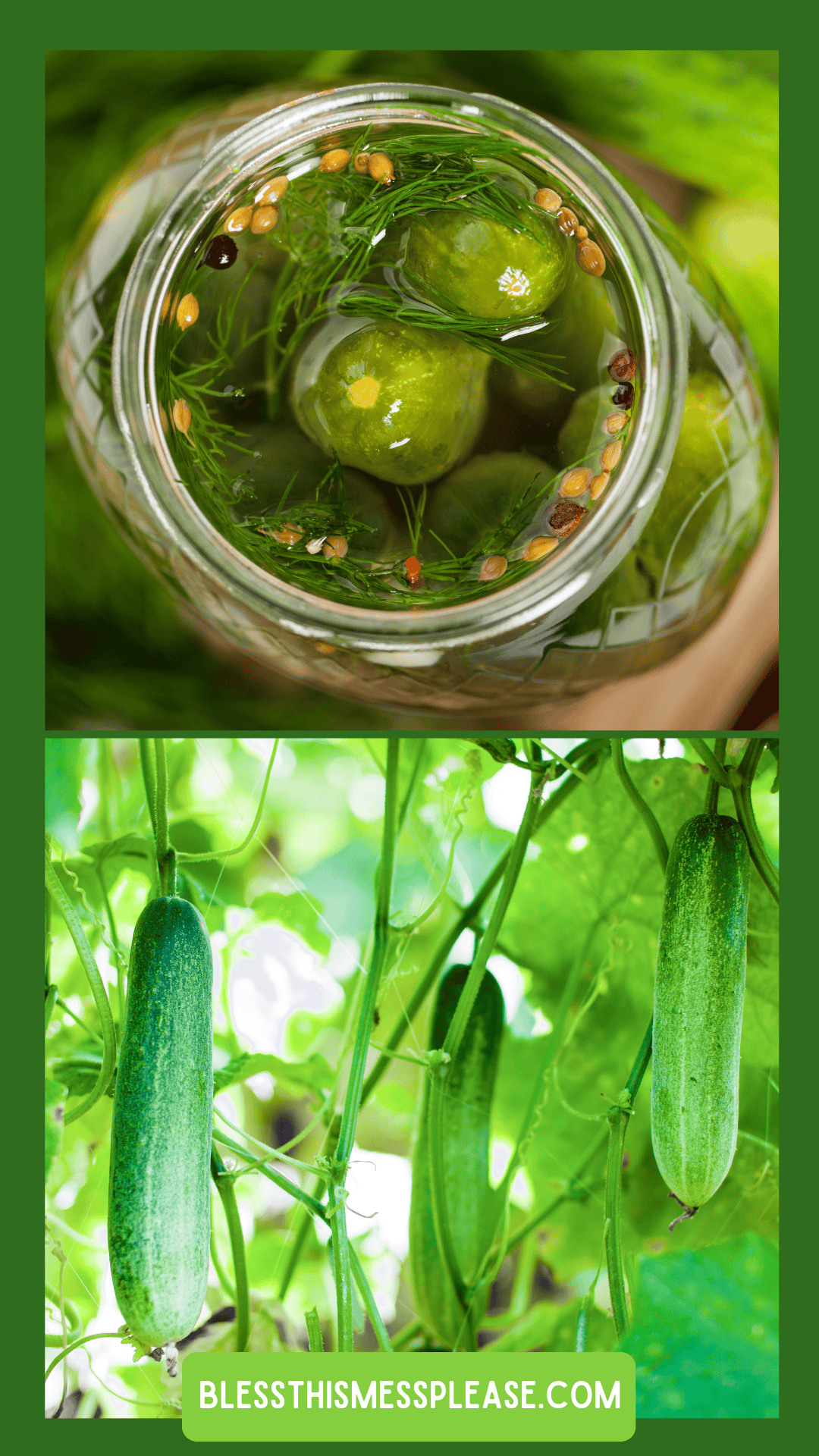 Top: A jar of pickles with herbs and spices floating in brine, showing how to preserve cucumber. Bottom: Fresh cucumbers growing on green vines. Text at the bottom reads