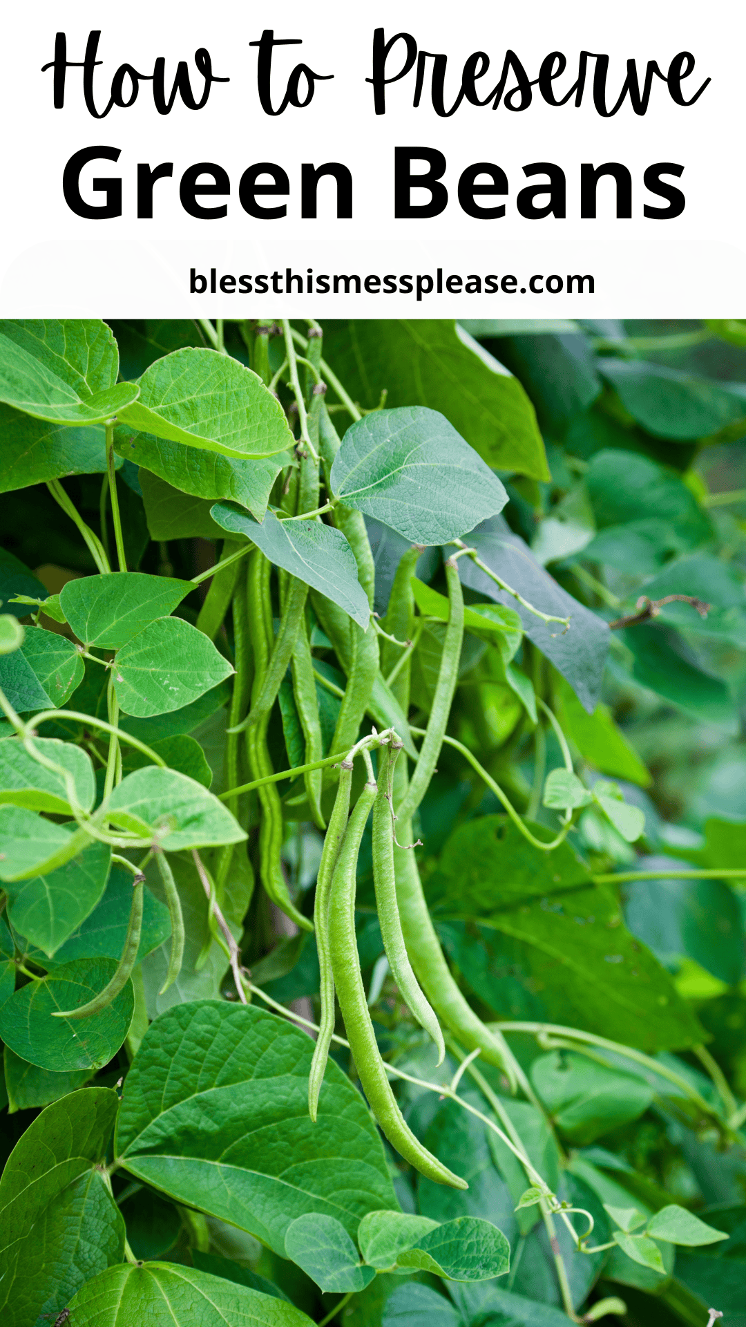 Green beans growing on a leafy plant, with text at the top reading “How to Preserve Green Beans” to guide you on how to preserve green beans, plus the website “