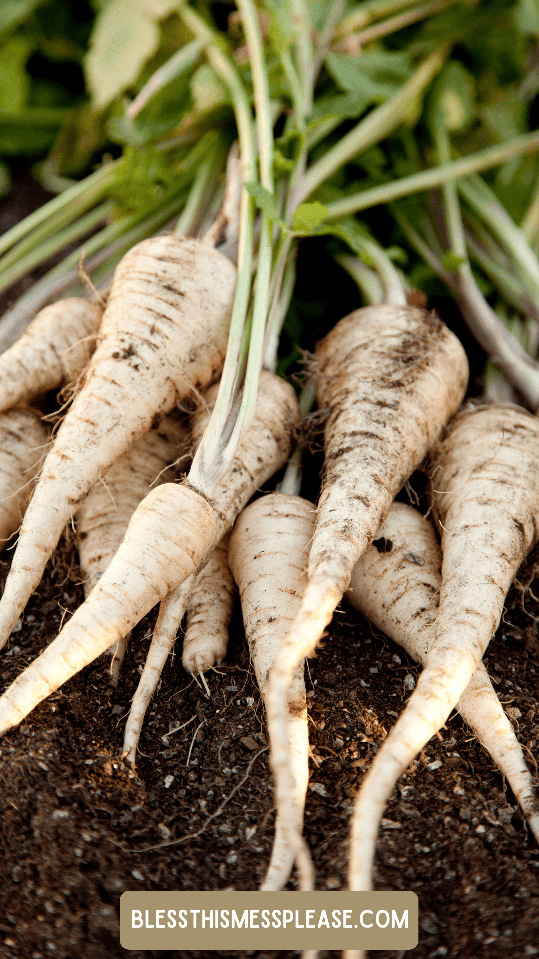 Freshly harvested parsnips with dirt still on them, lying on soil with green tops attached. Text at the bottom reads “ for a guide on how to preserve parsnips.