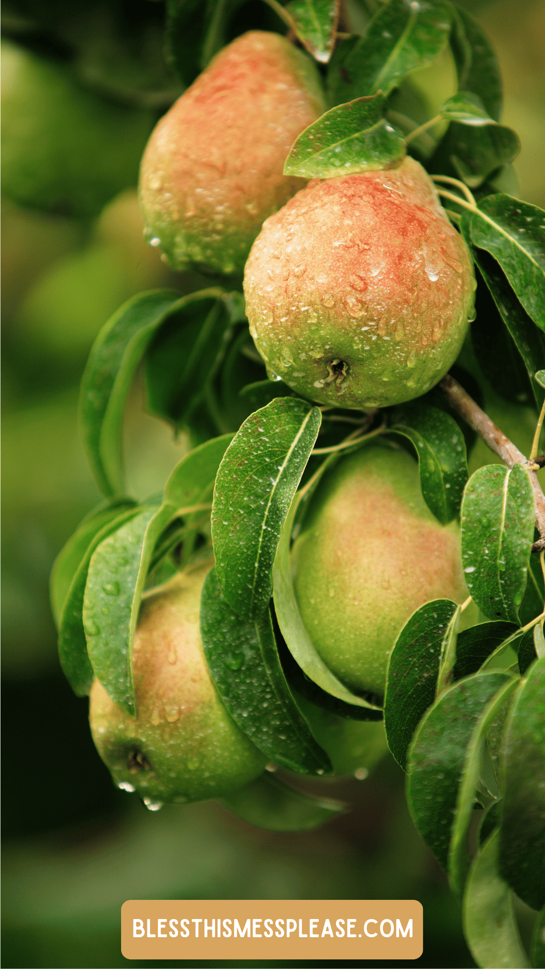 Close-up of ripe pears hanging from a tree branch with green leaves, covered in water droplets. The background is softly blurred. Text at the bottom reads for a guide on how to preserve pears.