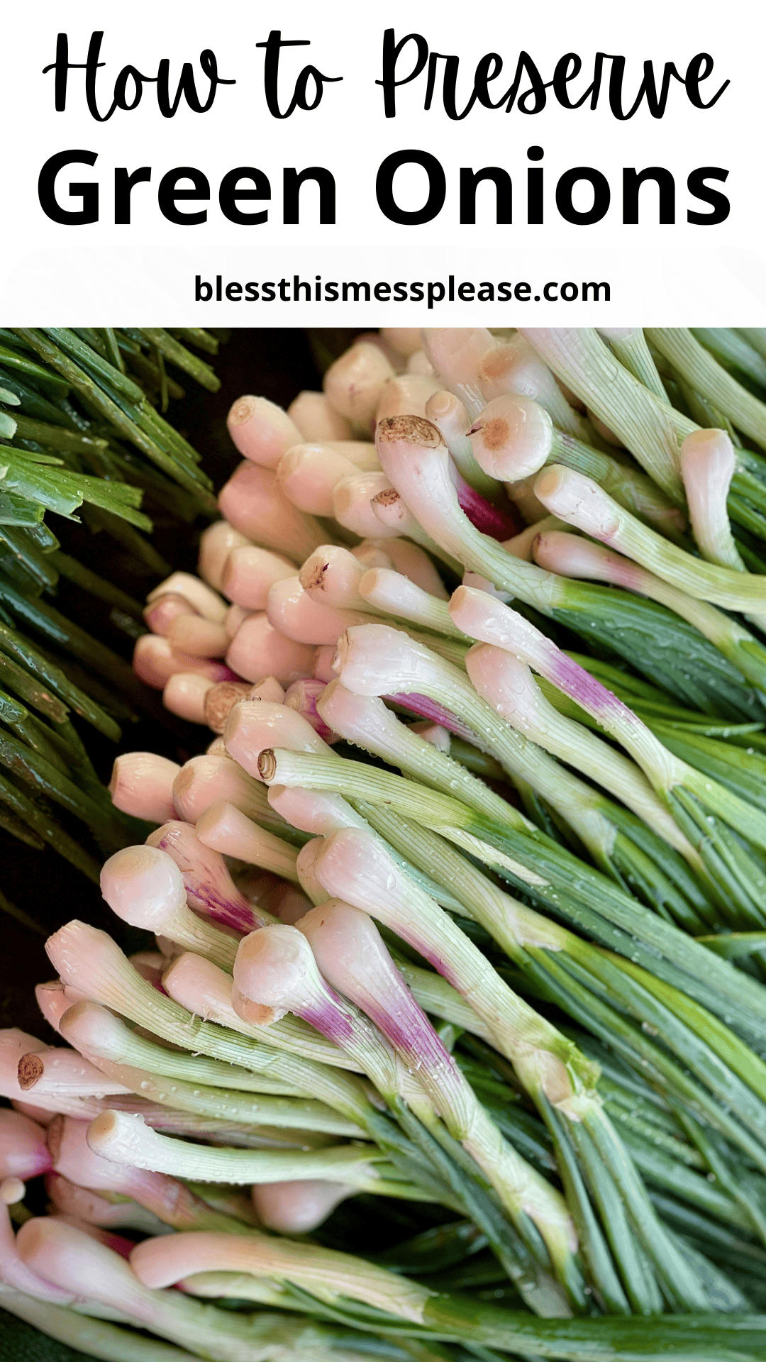 A large bunch of fresh green onions with white bulbs and green stalks, stacked closely together. Text above reads: How To Preserve Green Onions and includes the website