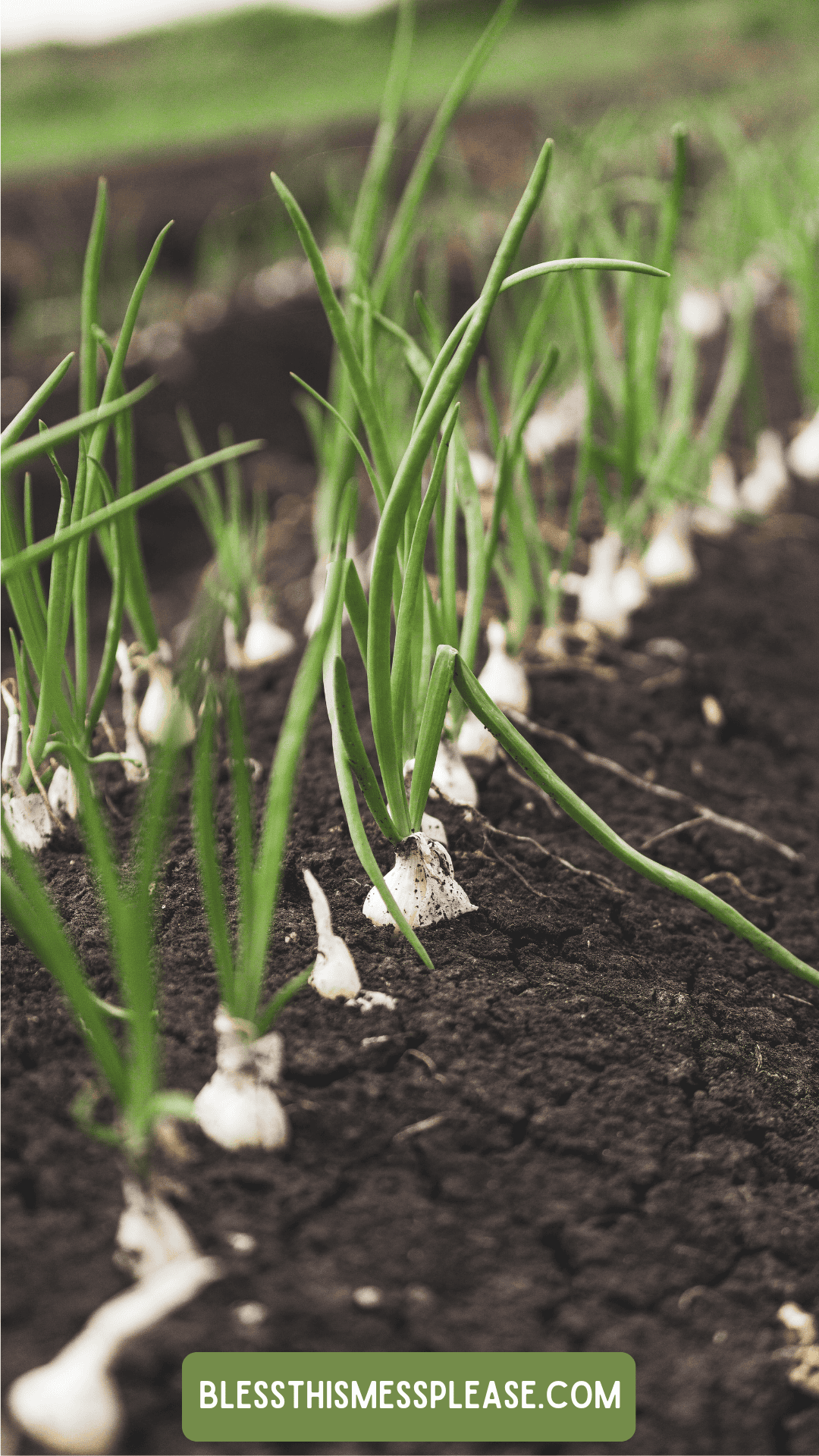Young green onion plants growing in neat rows in rich, dark soil. A green label with appears in the foreground. Discover tips on How To Preserve Green Onions as the background fades softly out of focus.