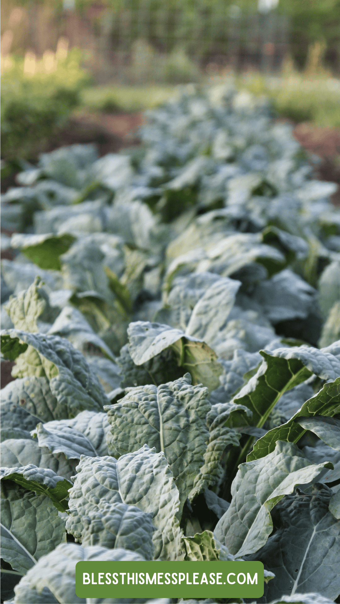 Rows of lush, green leafy kale plants growing in a garden bed, with a blurred background and a label at the bottom reading for anyone interested in gardening tips or learning how to preserve kale.