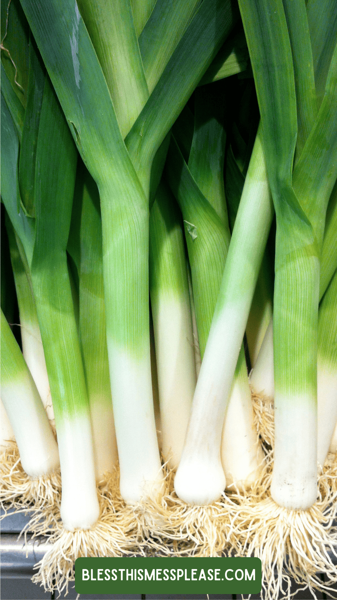 A bunch of fresh leeks with long green leaves and white roots, standing upright in a group. Perfect for anyone wanting to learn how to preserve leeks. A green label at the bottom reads