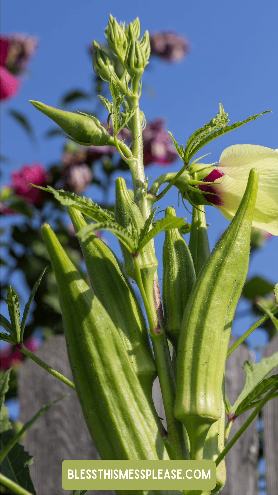 Close-up of okra pods growing on a plant, with a pale yellow okra flower and green leaves. The blue sky and blurred pink flowers create a vibrant backdrop. Learn how to preserve okra at