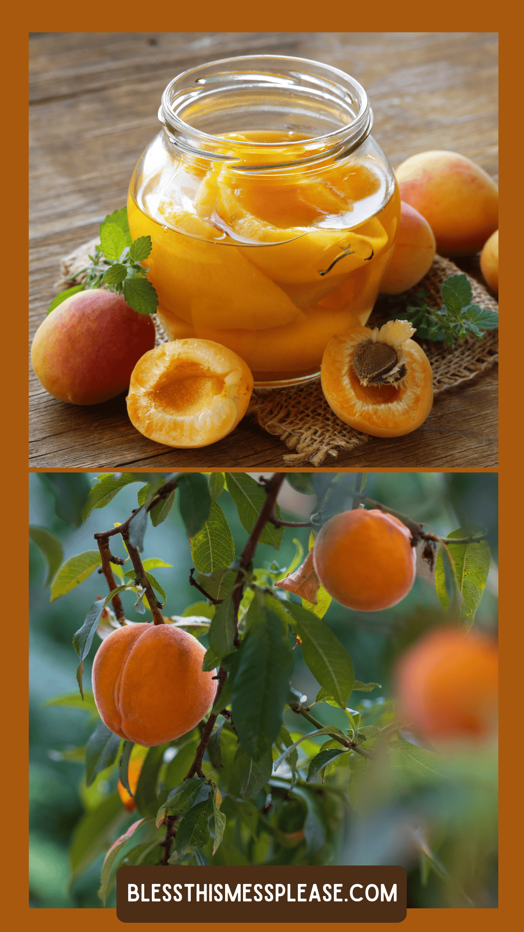A jar of preserved peaches sits beside fresh, halved peaches and leaves on a table; below, ripe peaches hang from a tree branch—a lovely scene illustrating how to preserve peaches. Text at the bottom reads, “