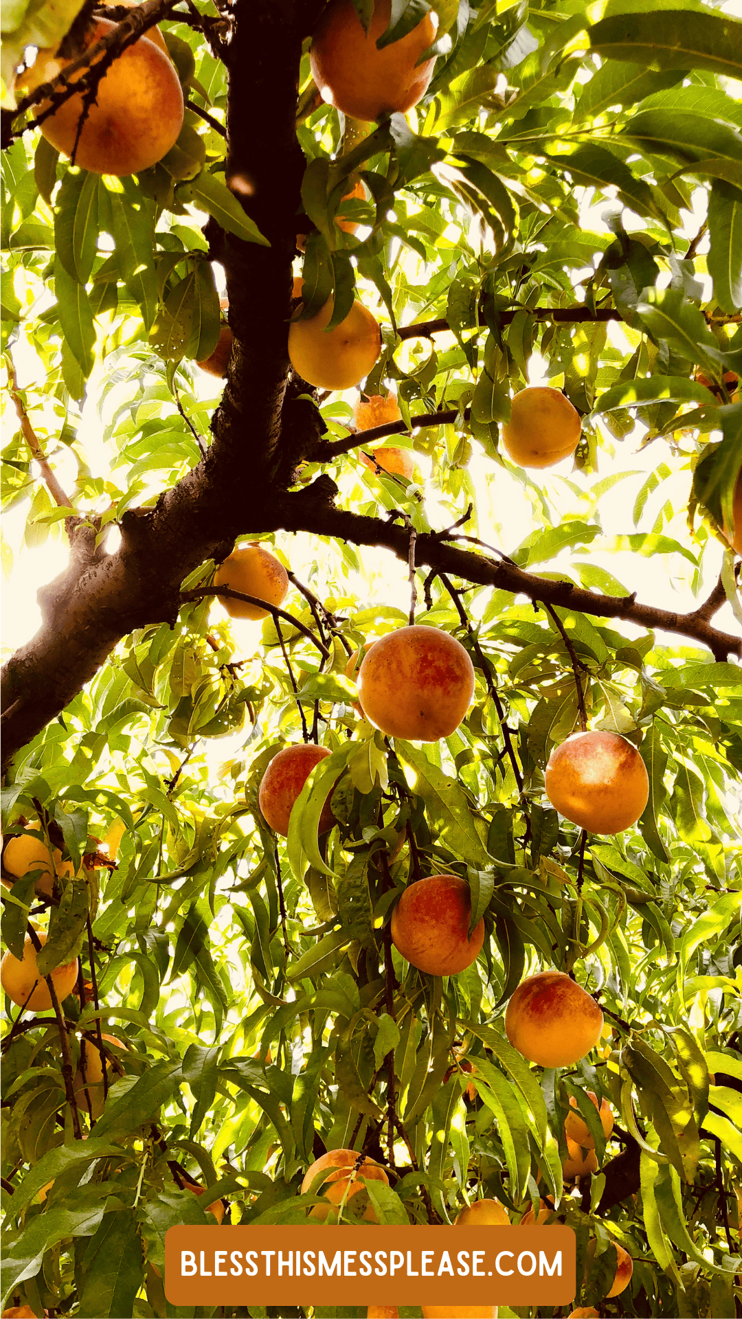 Ripe peaches hanging from tree branches surrounded by green leaves, sunlight filtering through the foliage—a perfect scene for learning how to preserve peaches. Text at the bottom reads