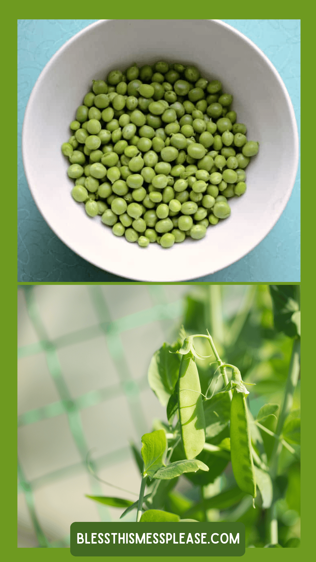 A bowl of shelled green peas on a light blue surface above a close-up of fresh pea pods growing on a vine, showing how to preserve peas, with at the bottom.