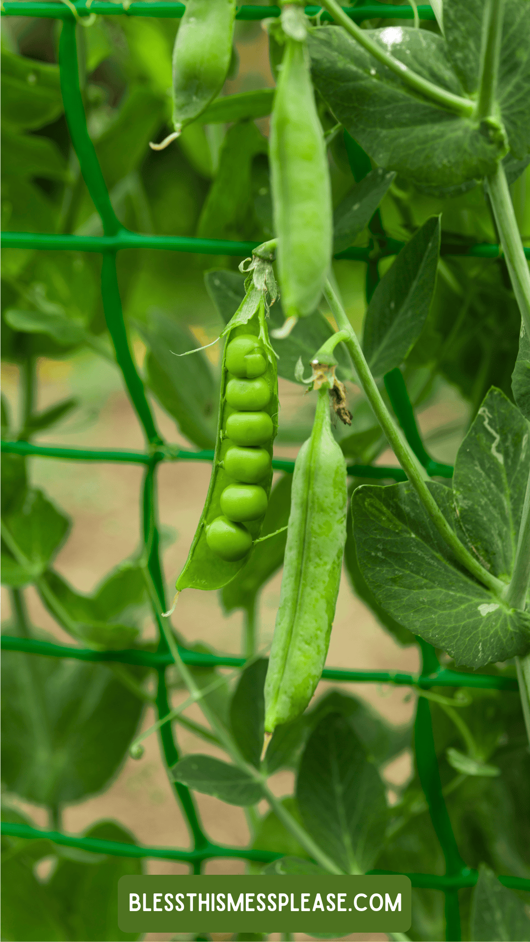A close-up of green pea pods growing on a plant, with one pod open showing peas inside. Supported by a green garden net, this image from hints at tips on how to preserve peas for freshness.