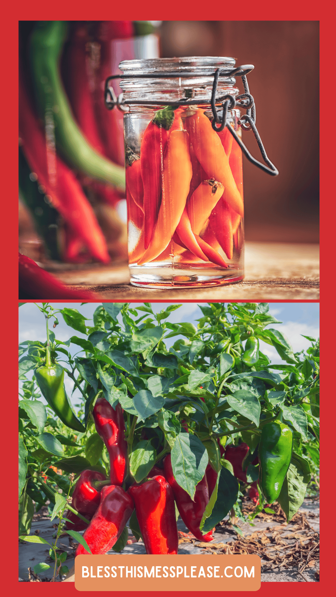 A jar filled with pickled red peppers sits on a table in the top image; the bottom shows red and green peppers growing outdoors, perfect for learning how to preserve peppers. The website is displayed at the bottom.