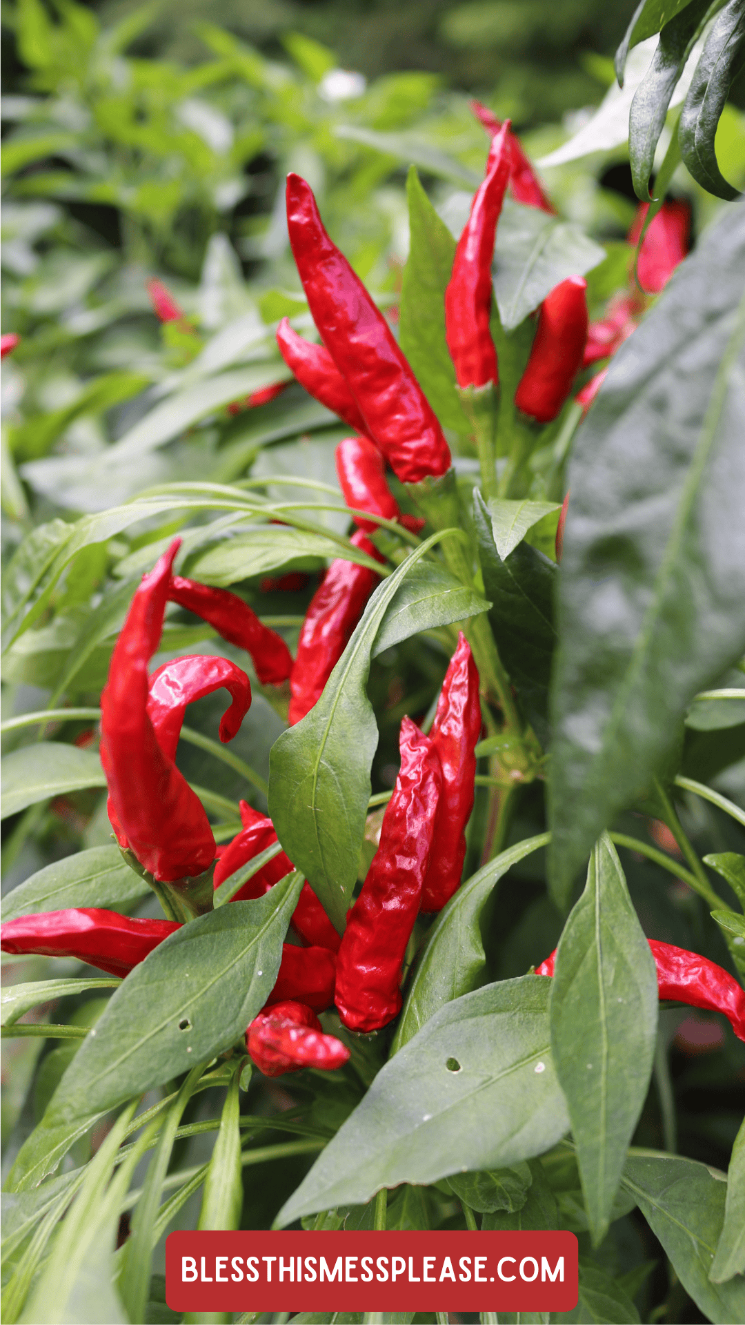 Bright red chili peppers grow on lush green plants with pointed leaves; the website URL, is displayed at the bottom of the image, offering tips on how to preserve peppers.